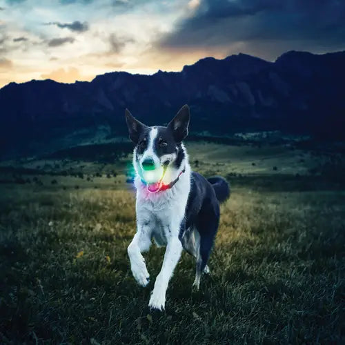 Glowstreak Dog Ball